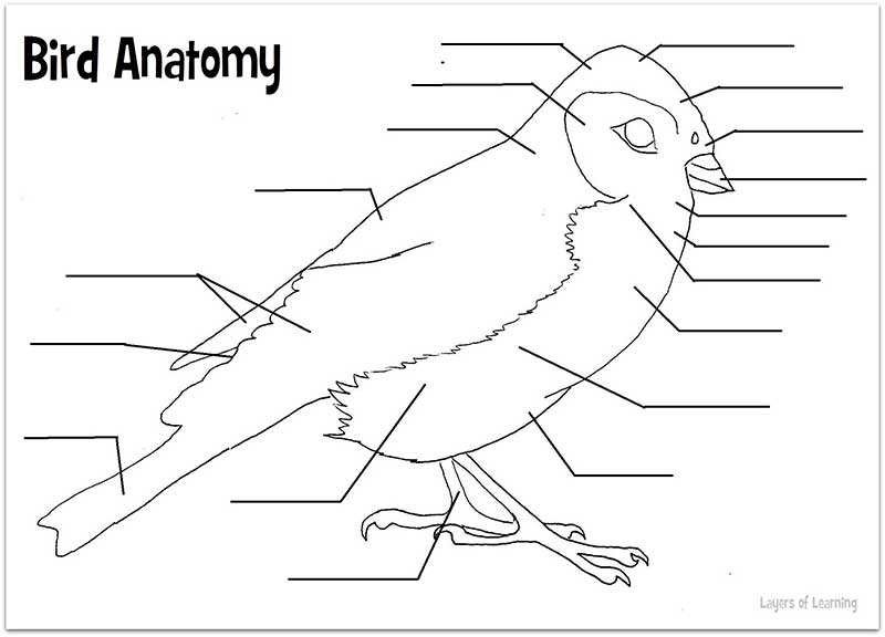 Anatomy Of A Bird Worksheet â Tweetboard